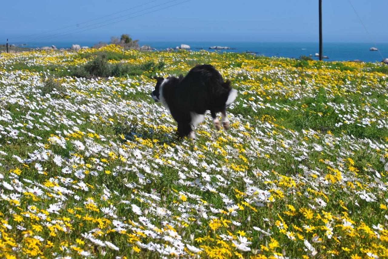 Stay At Bokkoms In Paternoster Self Catering Accommodation Exteriör bild